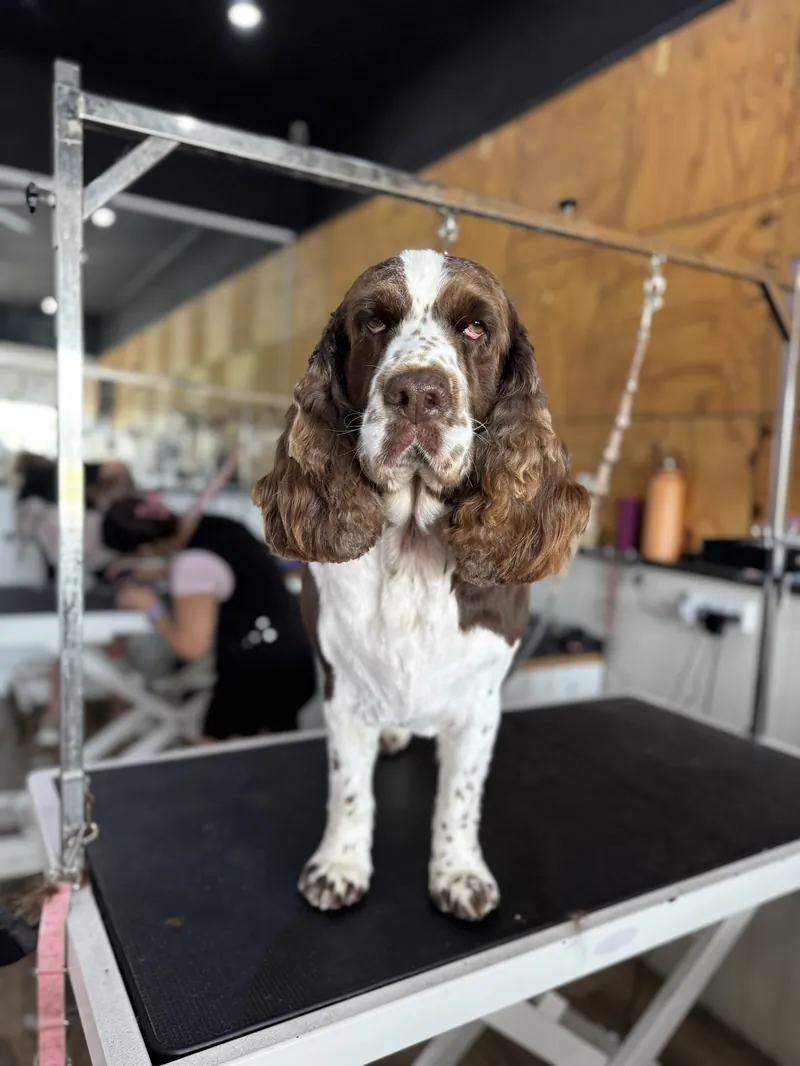 English Springer Spaniel